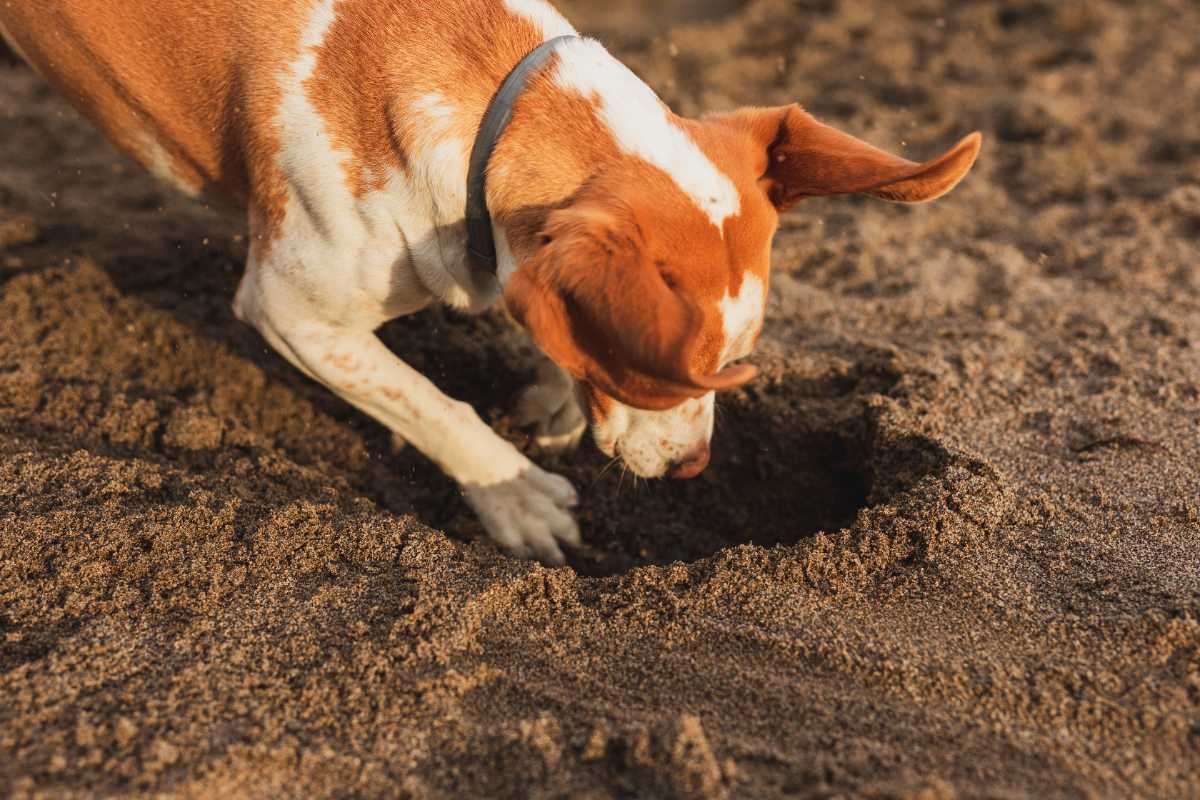 Köpeklerde dışkı yeme sorunu