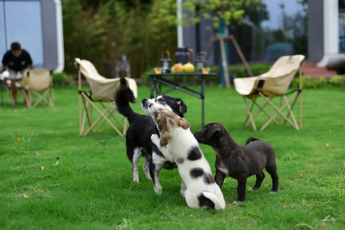 köpeklerde kalp büyümesi