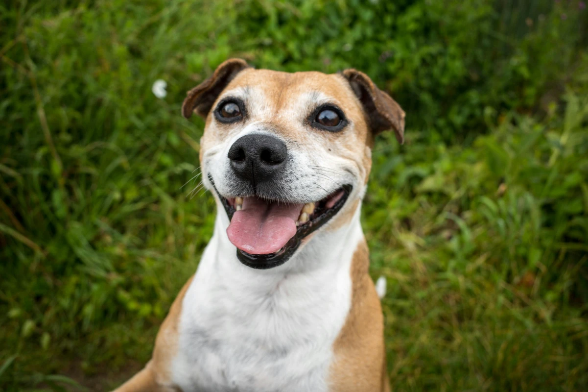 Köpeklerde kalp büyümesi belirtileri ve tedavisi