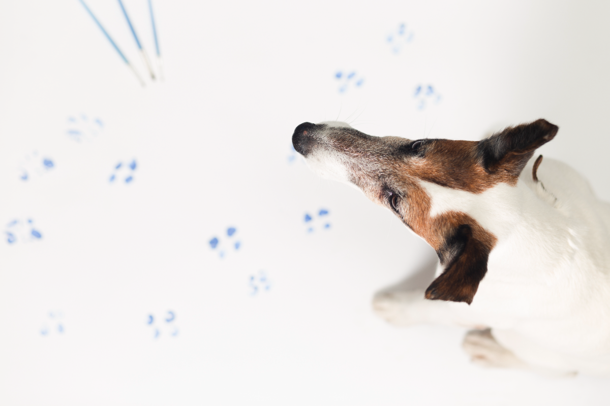 Köpeklerde rahim iltihabı nedenleri