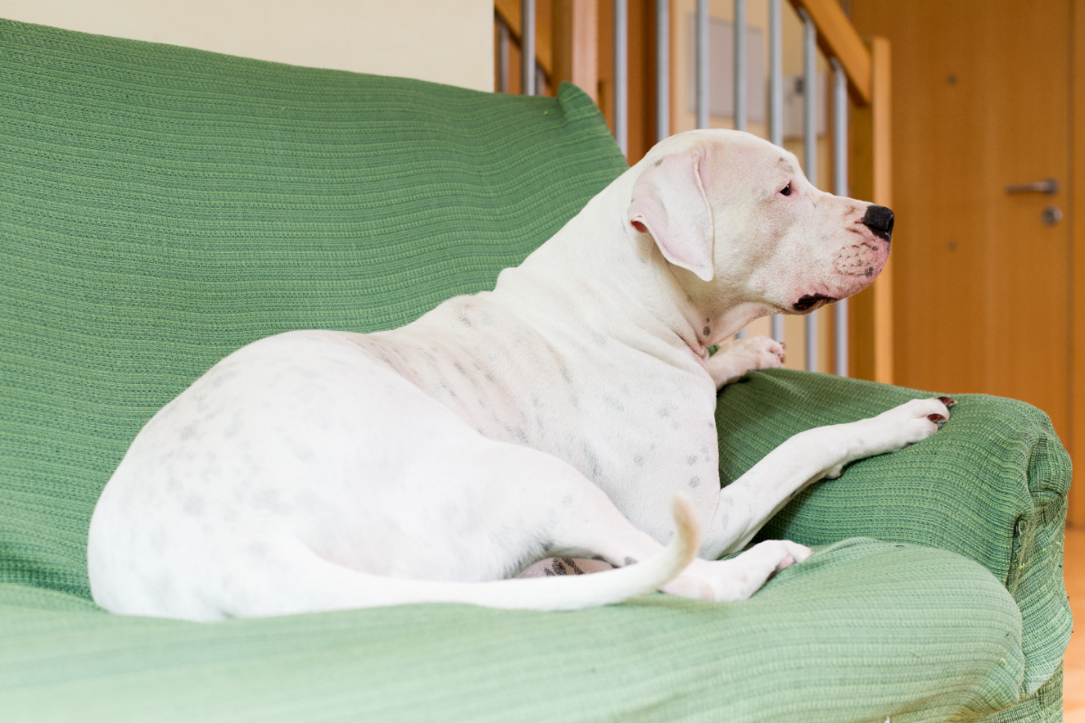 Köpeklerde rahim iltihabı belirtileri