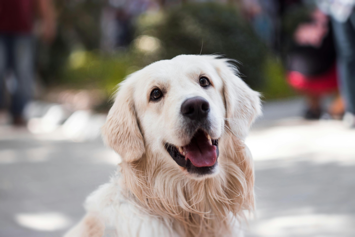 Köpeklerde rahim iltihabı