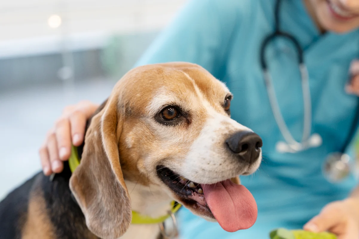 Yavru köpeklerde zorunlu aşılar