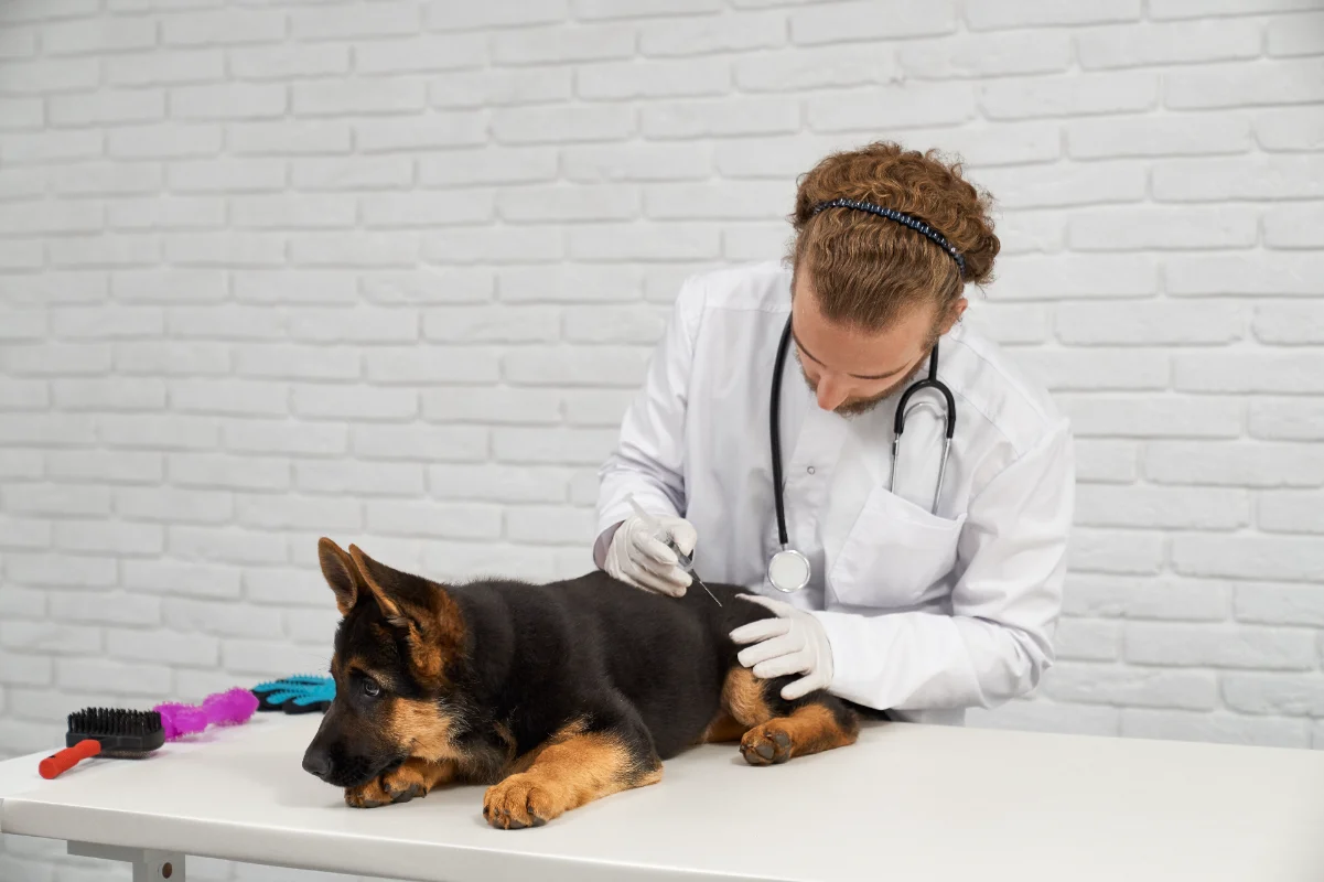 Köpeklerde zorunlu aşılar