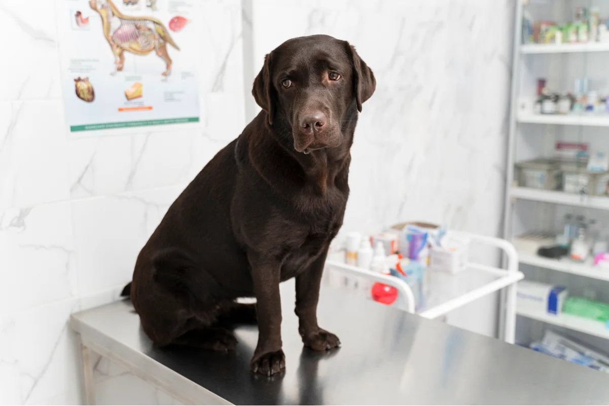 Yetişkin köpeklerde zorunlu aşılar