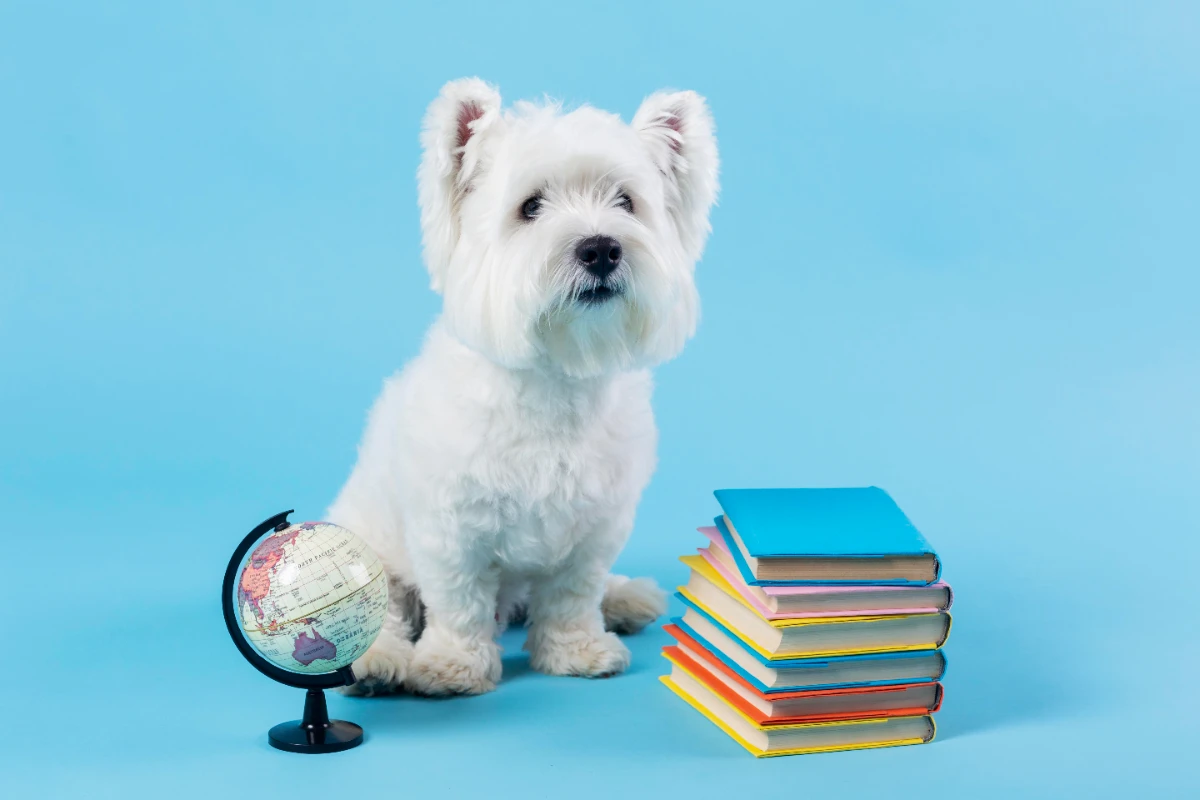 Köpek pasaportu