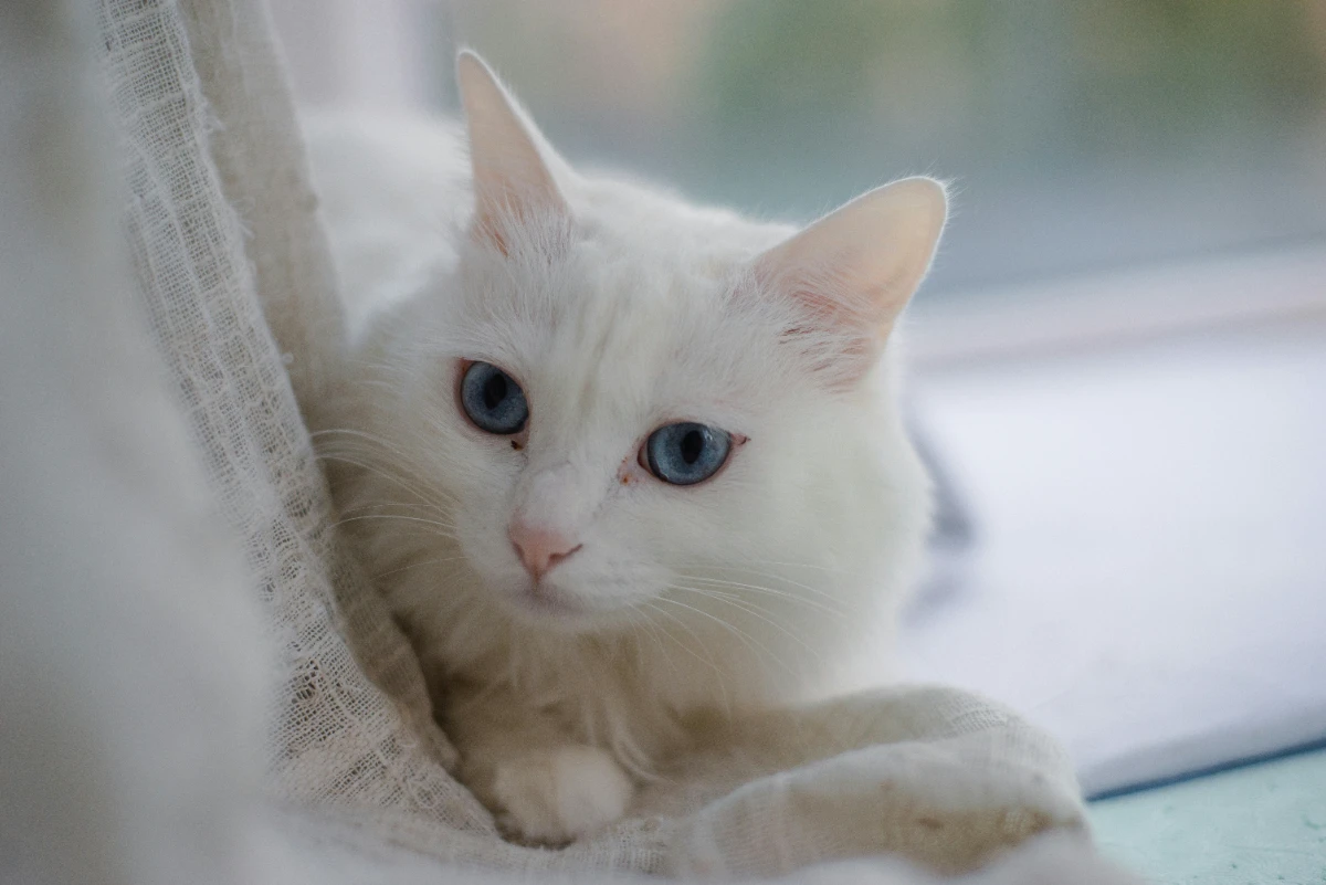 Kedi antibiyotik kullanımında nelere dikkat edilmeli?