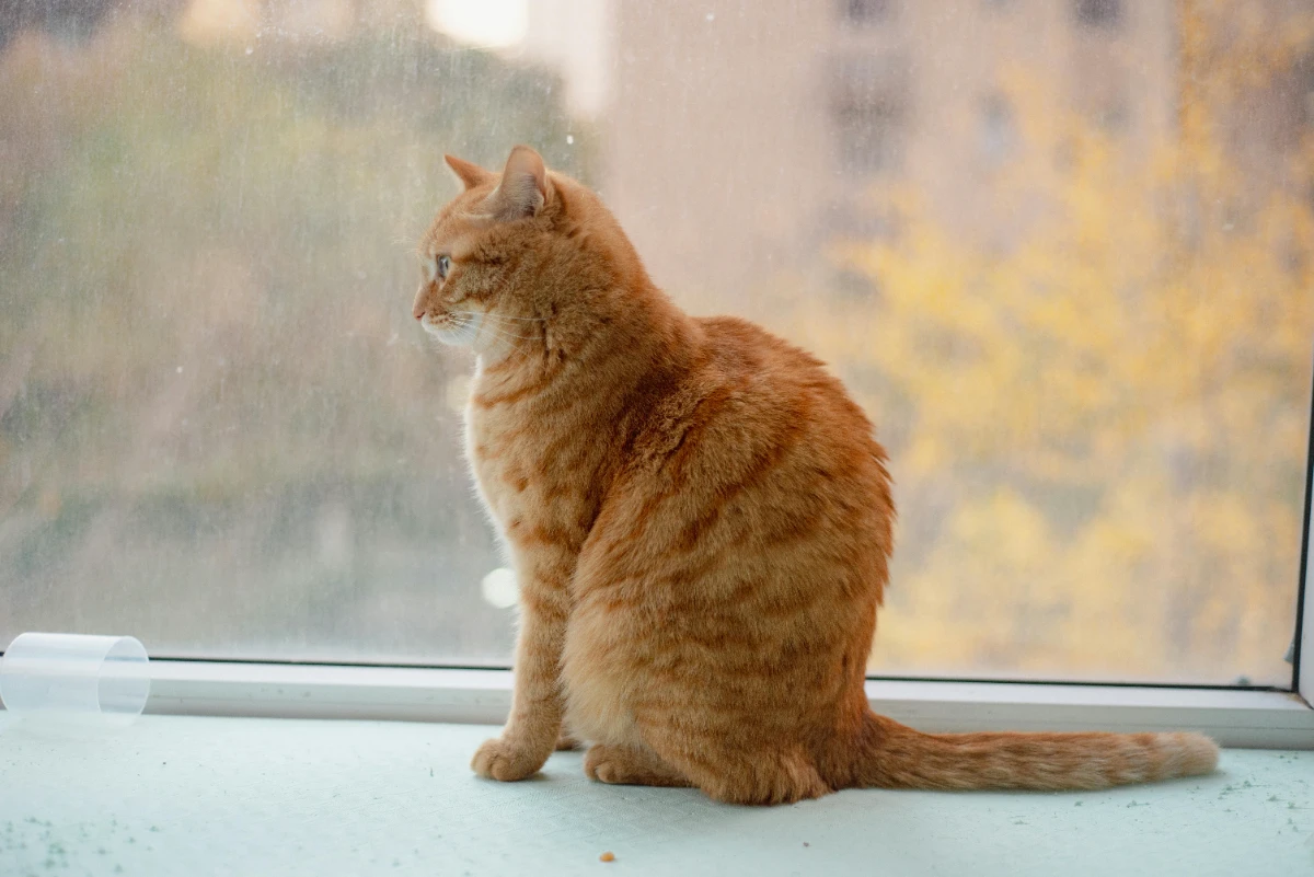Kedi antibiyotik ilaçları ne zaman kullanılmalı?