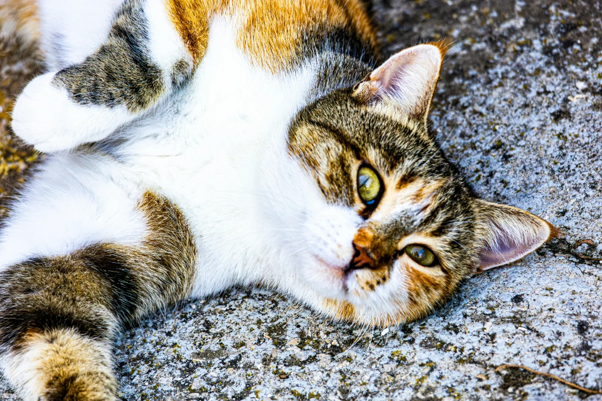 Kedi antibiyotik ilaçları