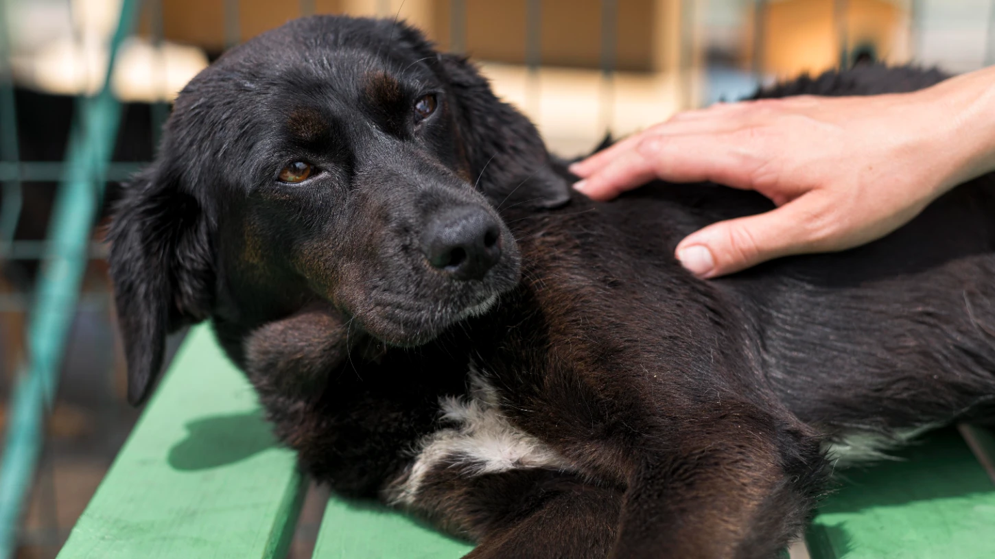 Köpek kısırlaştırma operasyonu
