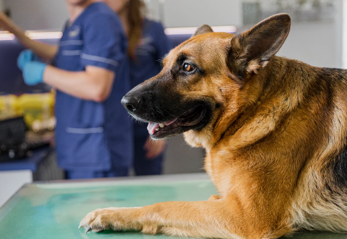 Köpek kısırlaştırma ameliyatı