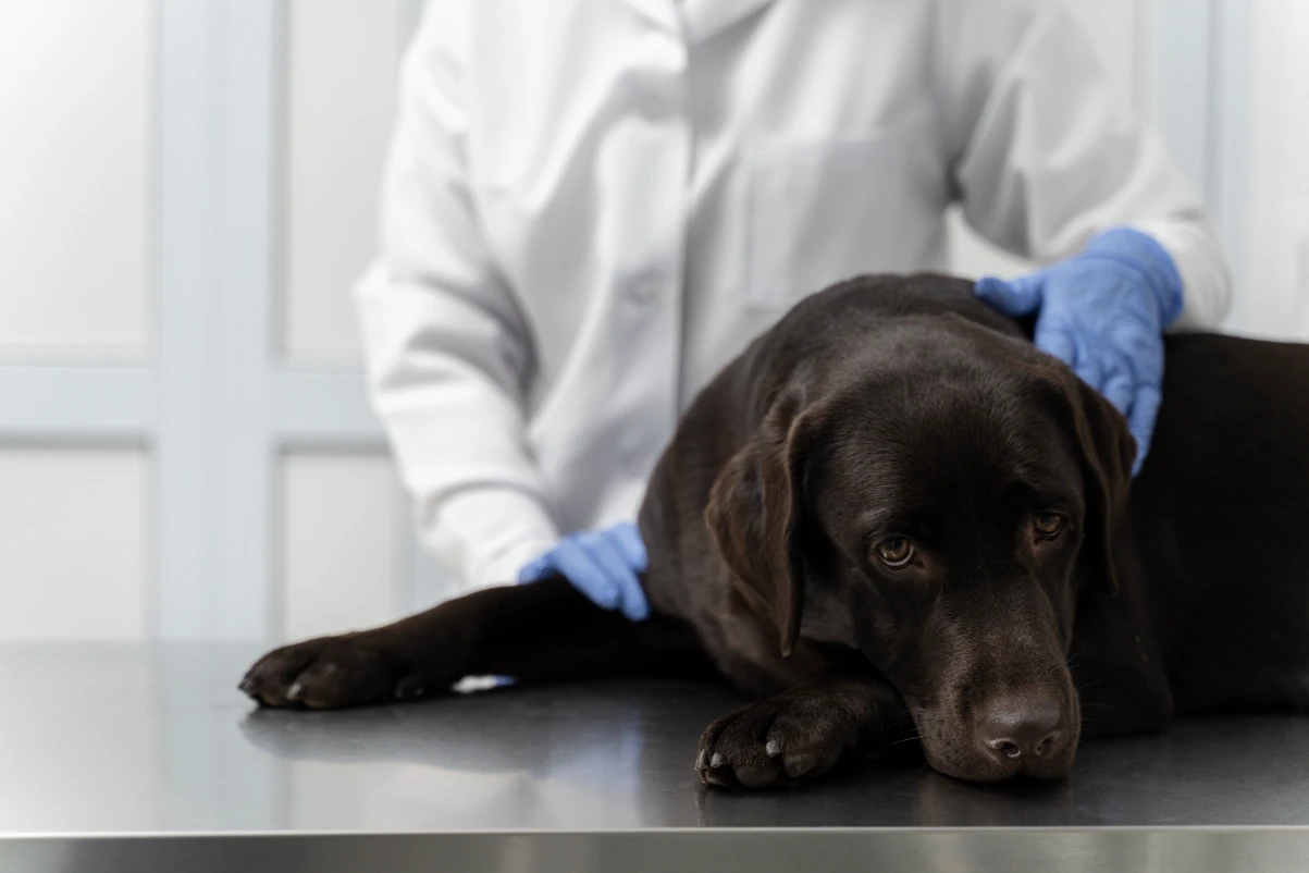 Erkek köpeklerde kısırlaştırma