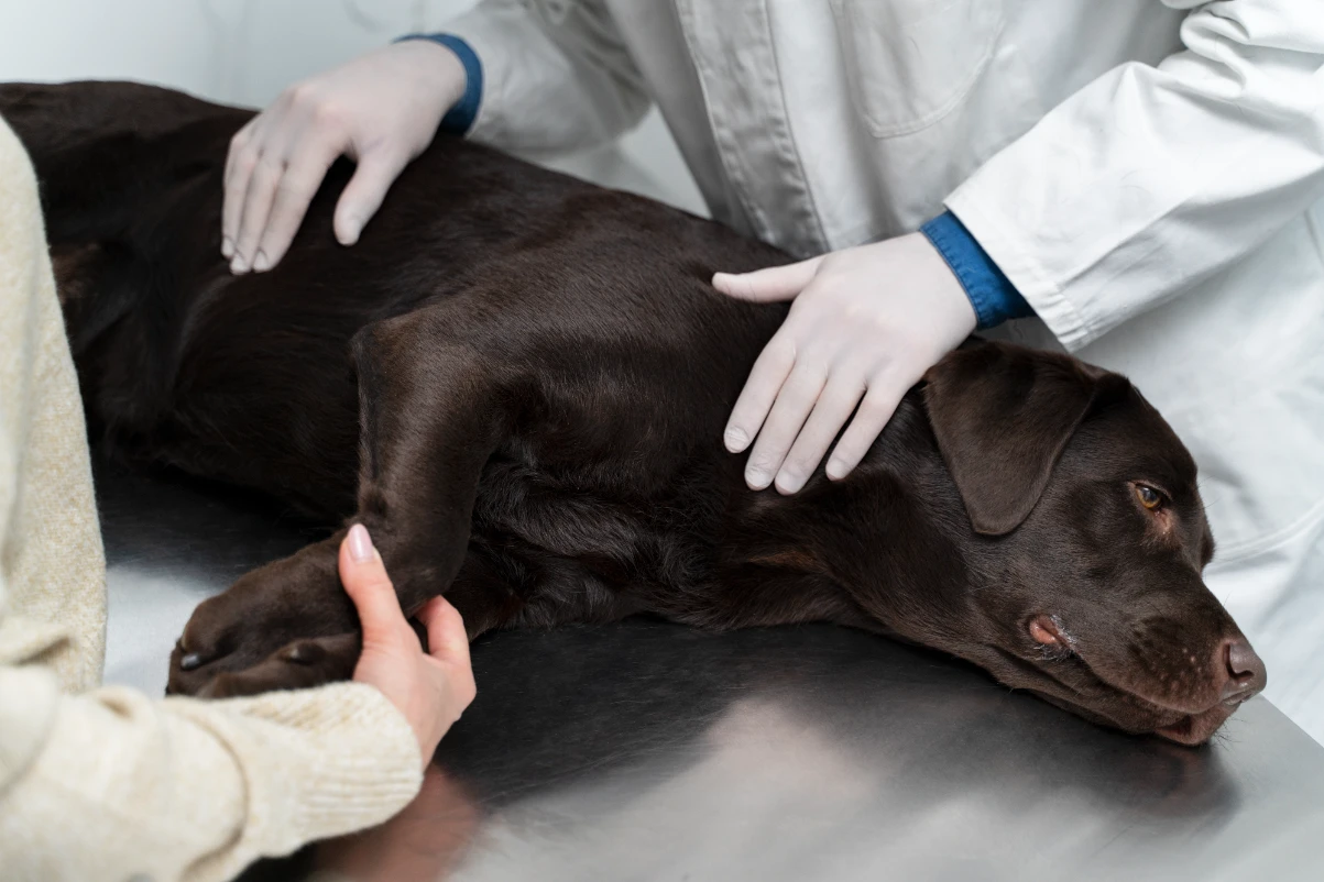 Köpek kısırlaştırma operasyonu