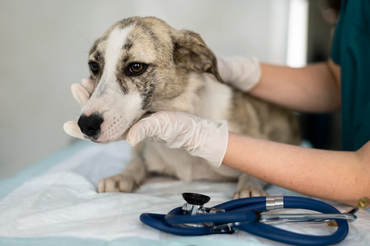 Köpek kısırlaştırma ameliyatı sonrası dikkat edilmesi gerekenler