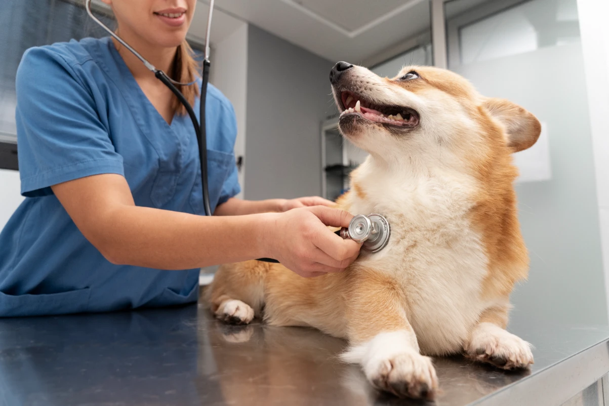 Köpek kısırlaştırma sonrası