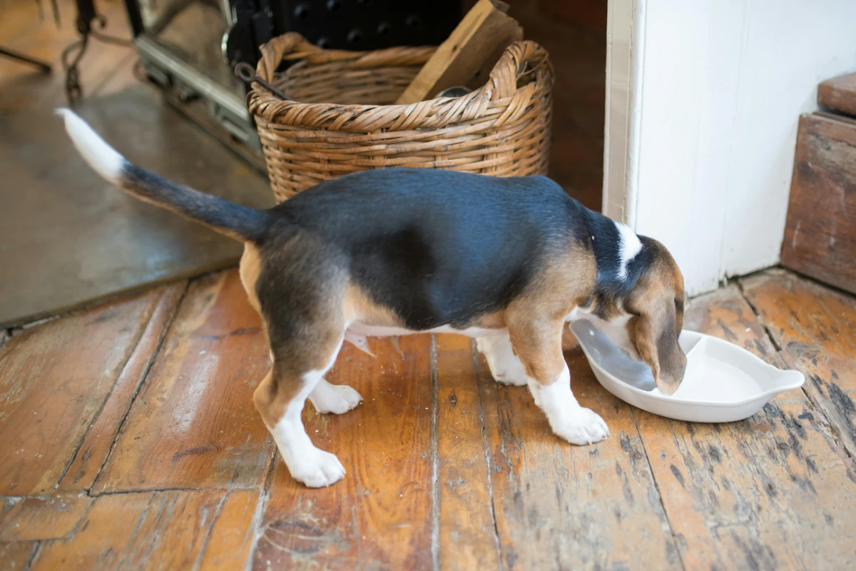Evde köpek maması nasıl yapılır?