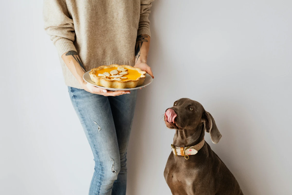 Evde köpek maması nasıl yapılır?