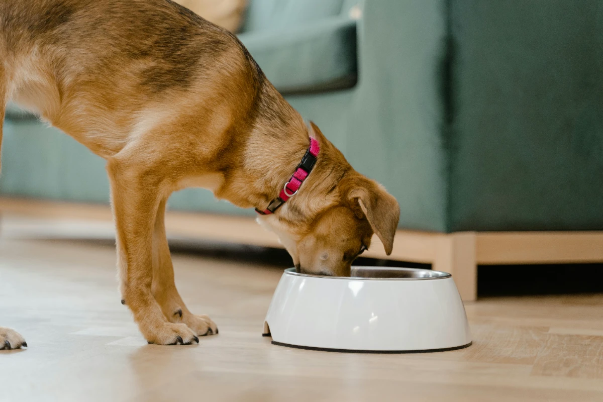 Evde köpek maması nasıl yapılır?