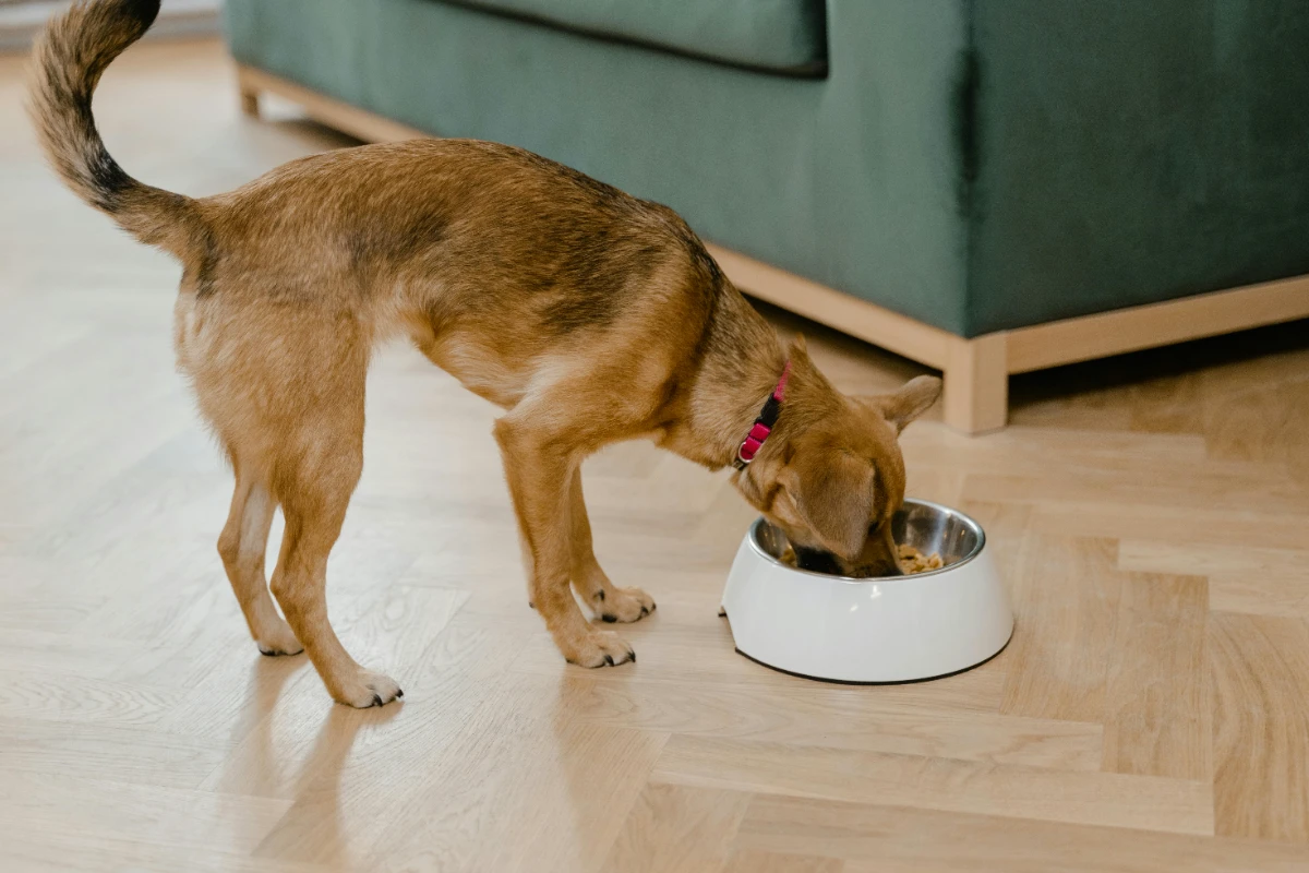 Evde köpek maması nasıl yapılır?