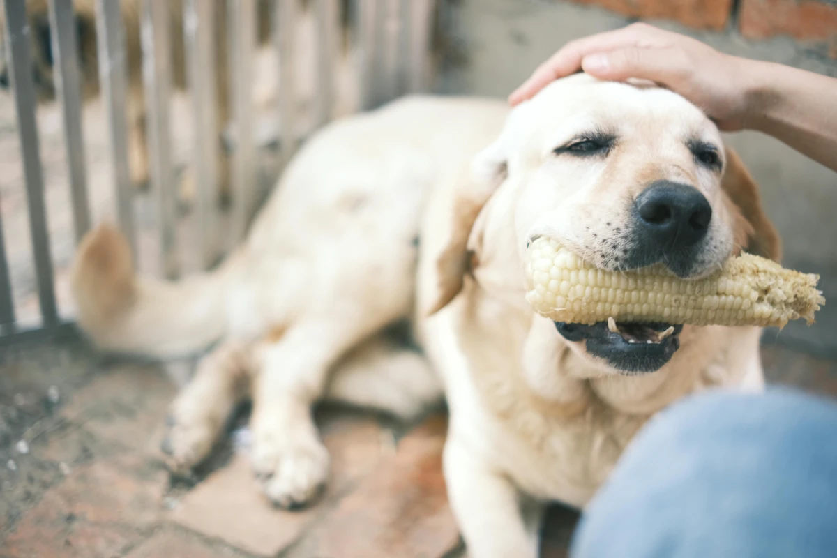 Evde köpek maması nasıl yapılır?