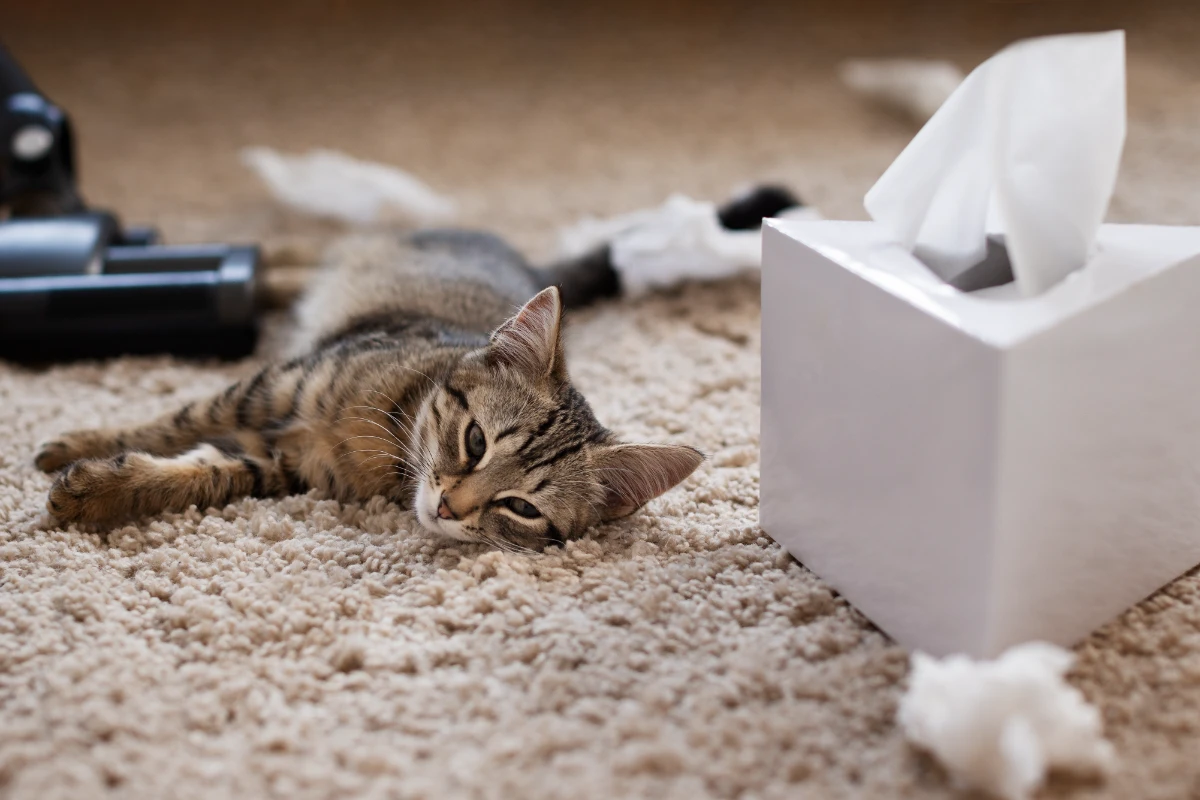 Kedi dışkısında kan nasıl önlenir?