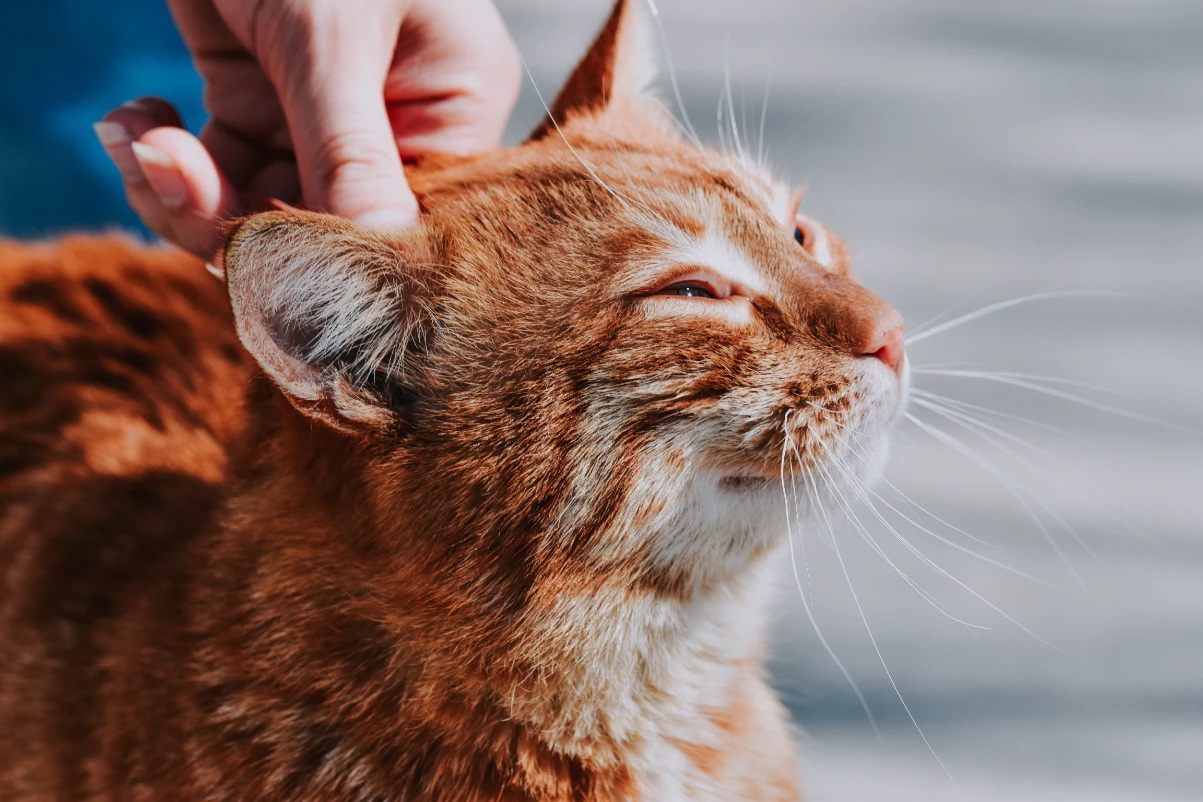 Kedi bağışıklık sistemi nasıl güçlendirilir?