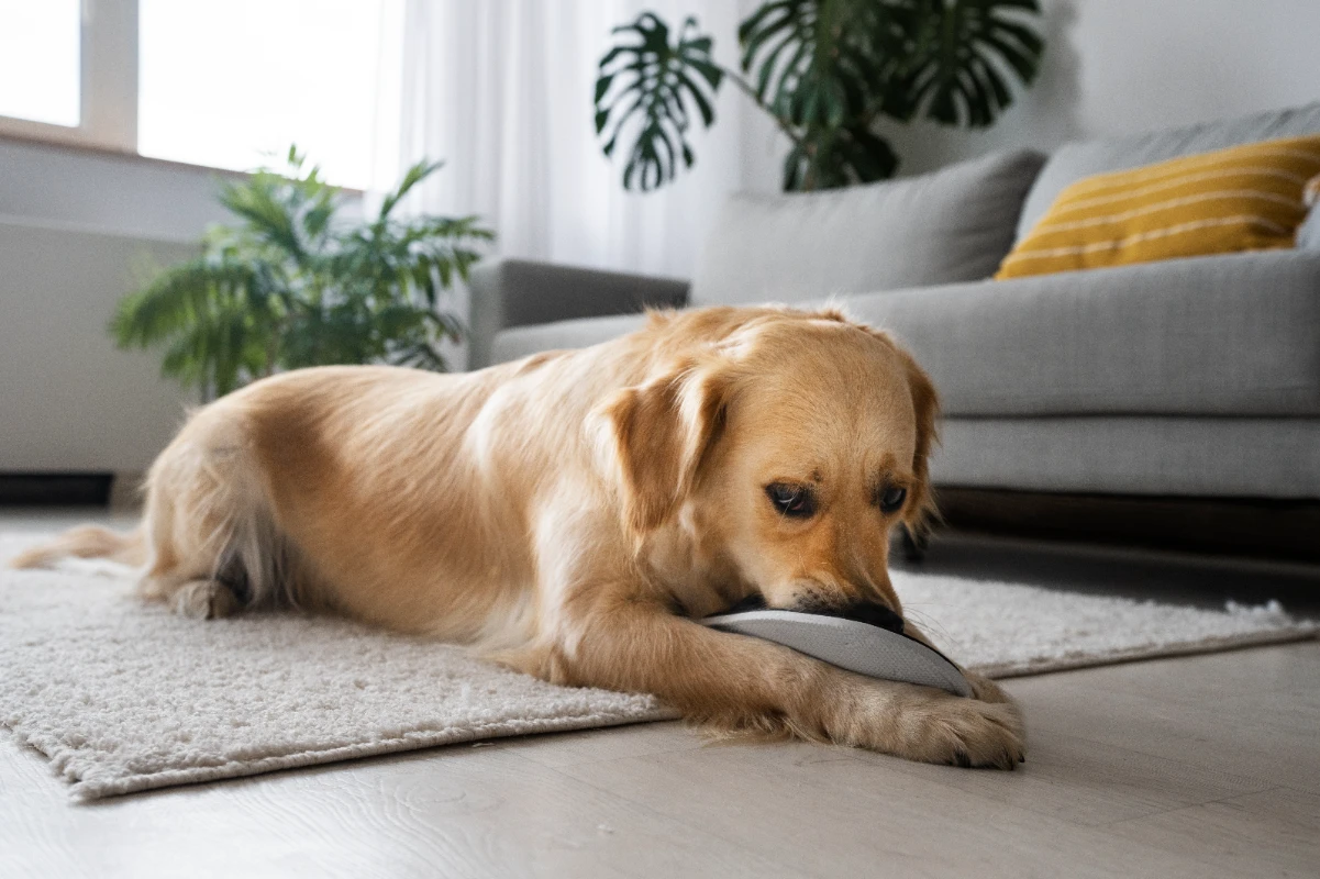 Köpeklerde idrar yolu enfeksiyonu