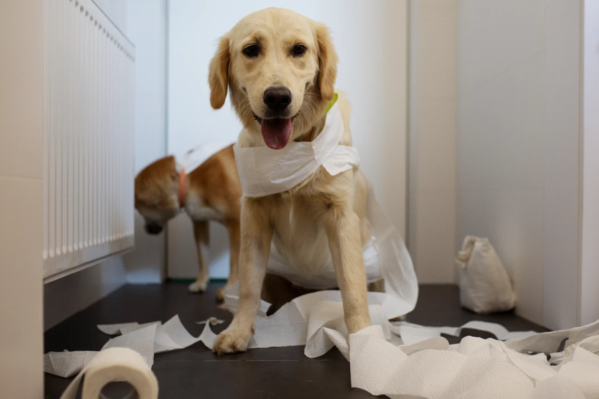 Köpeklerde idrar yolu enfeksiyonu