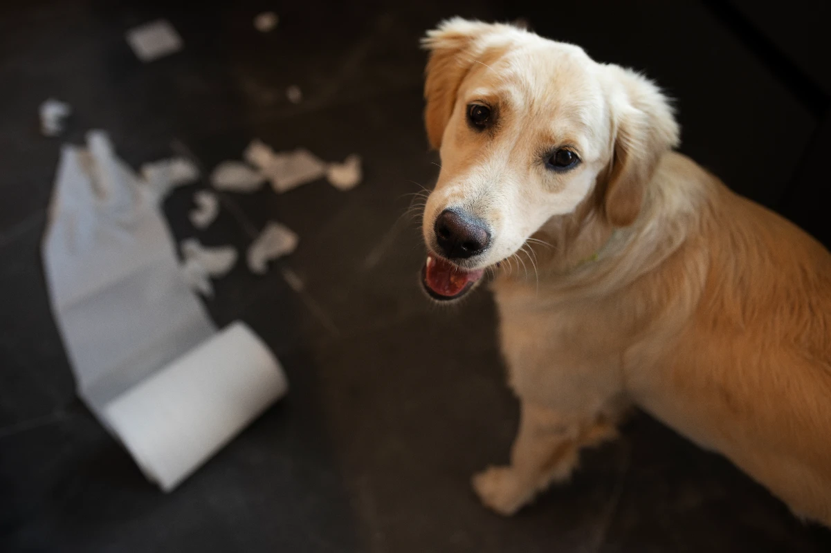 Köpeklerde idrar yolu enfeksiyonu nedenleri belirtileri