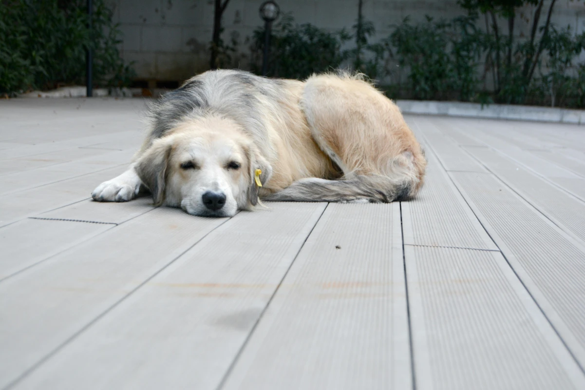 İdrar yolu enfeksiyonuna yatkın köpek cinsleri