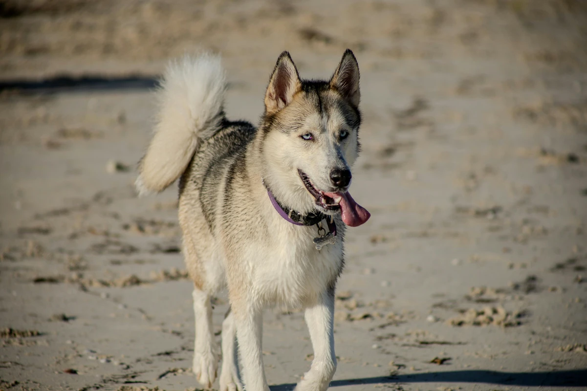 Köpeklerde idrar yolu enfeksiyonu