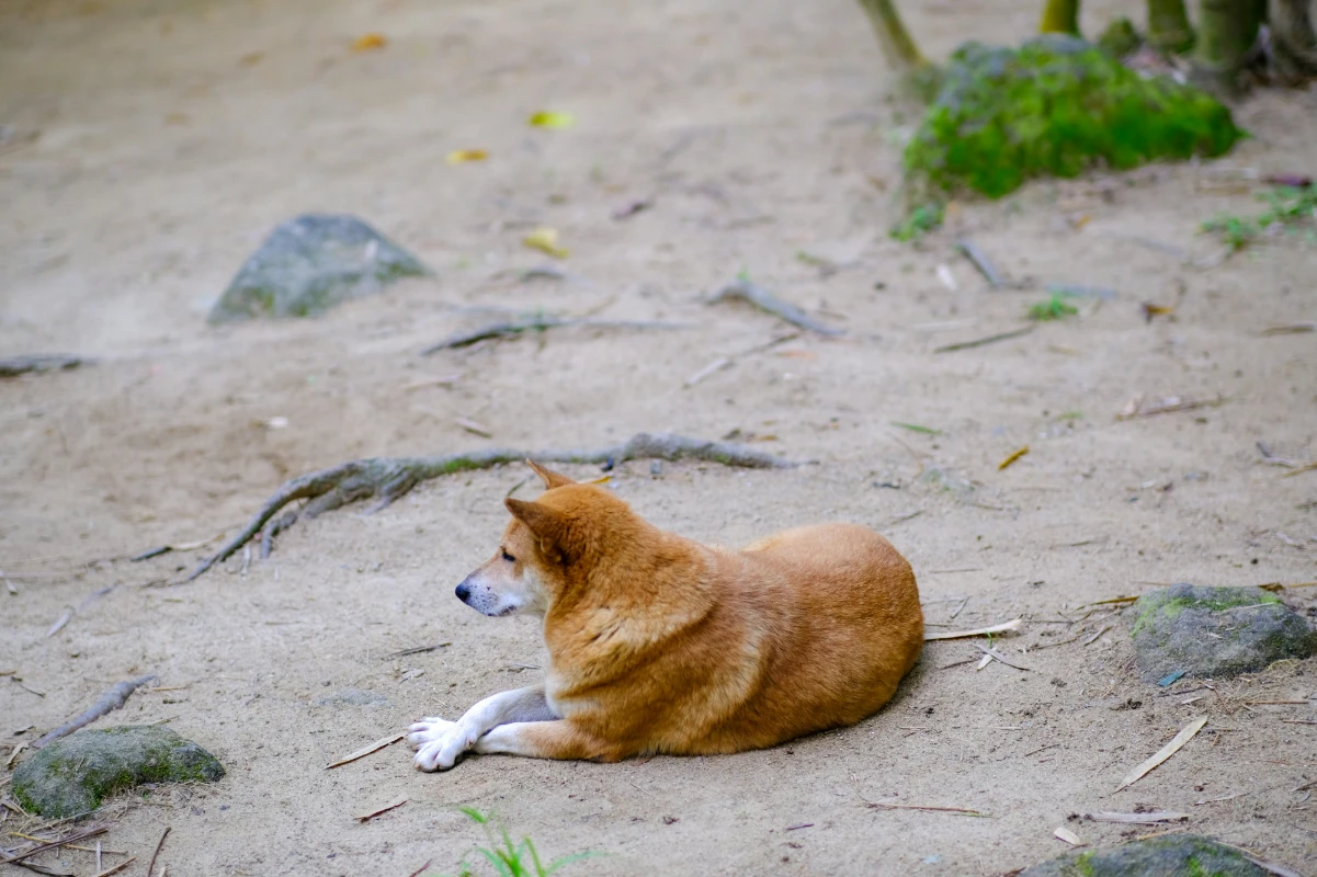 Köpeklerde idrar yolu enfeksiyonu tedavisi