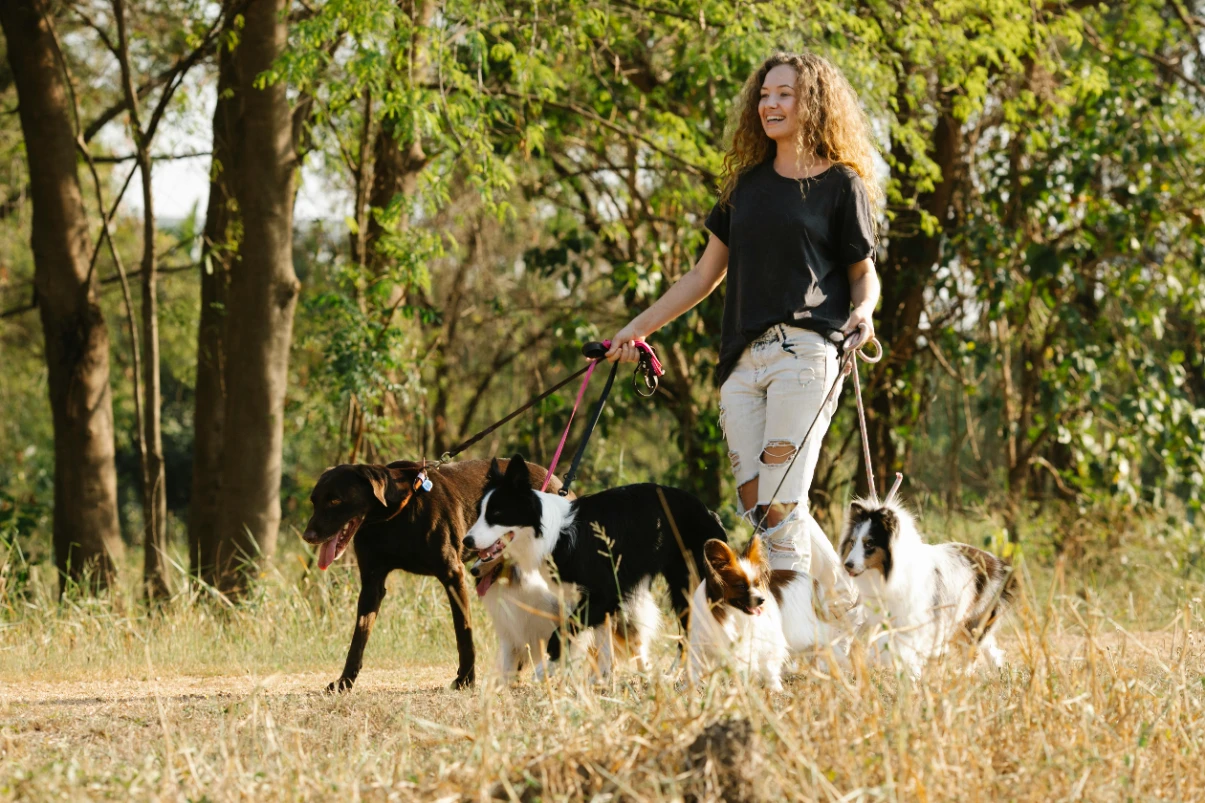 Köpeklerde tasma seçiminin önemi