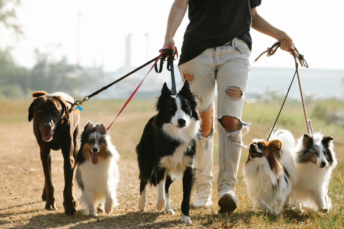 Köpeklerde tasma seçimi