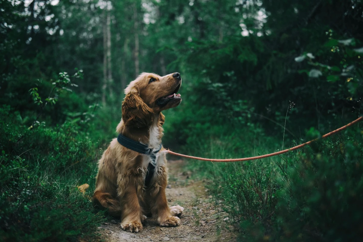 Köpeklerde tasma seçimi nasıl yapılır?