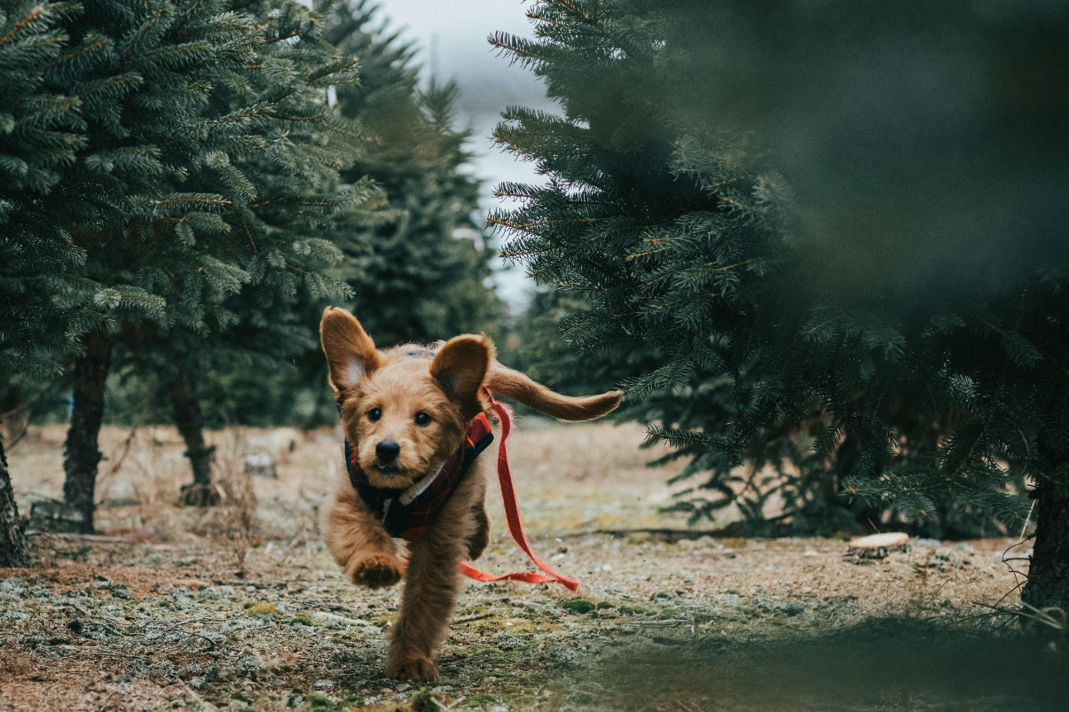Köpek tasma seçimi
