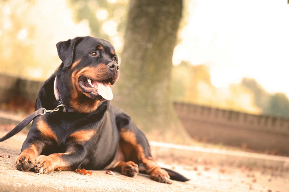 Boyun tasması takan köpek
