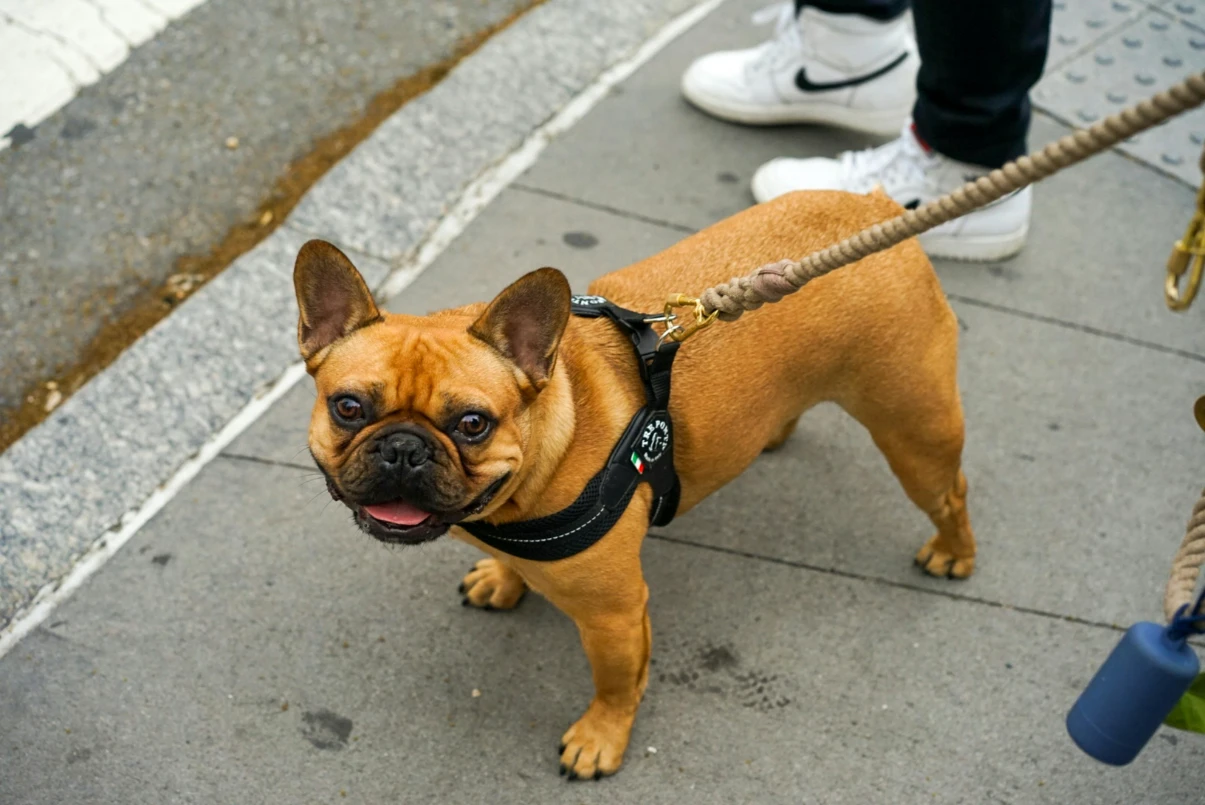 Göğüs tasması takan köpek