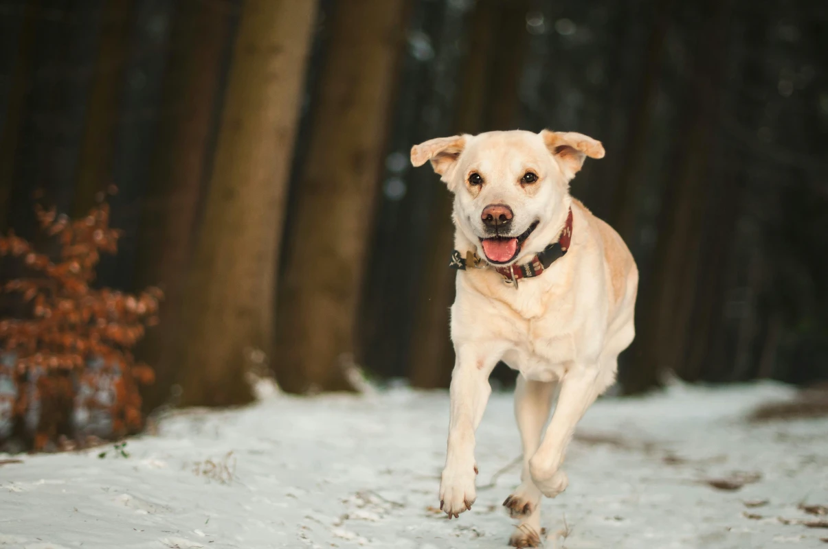 Köpek tasma tercihi
