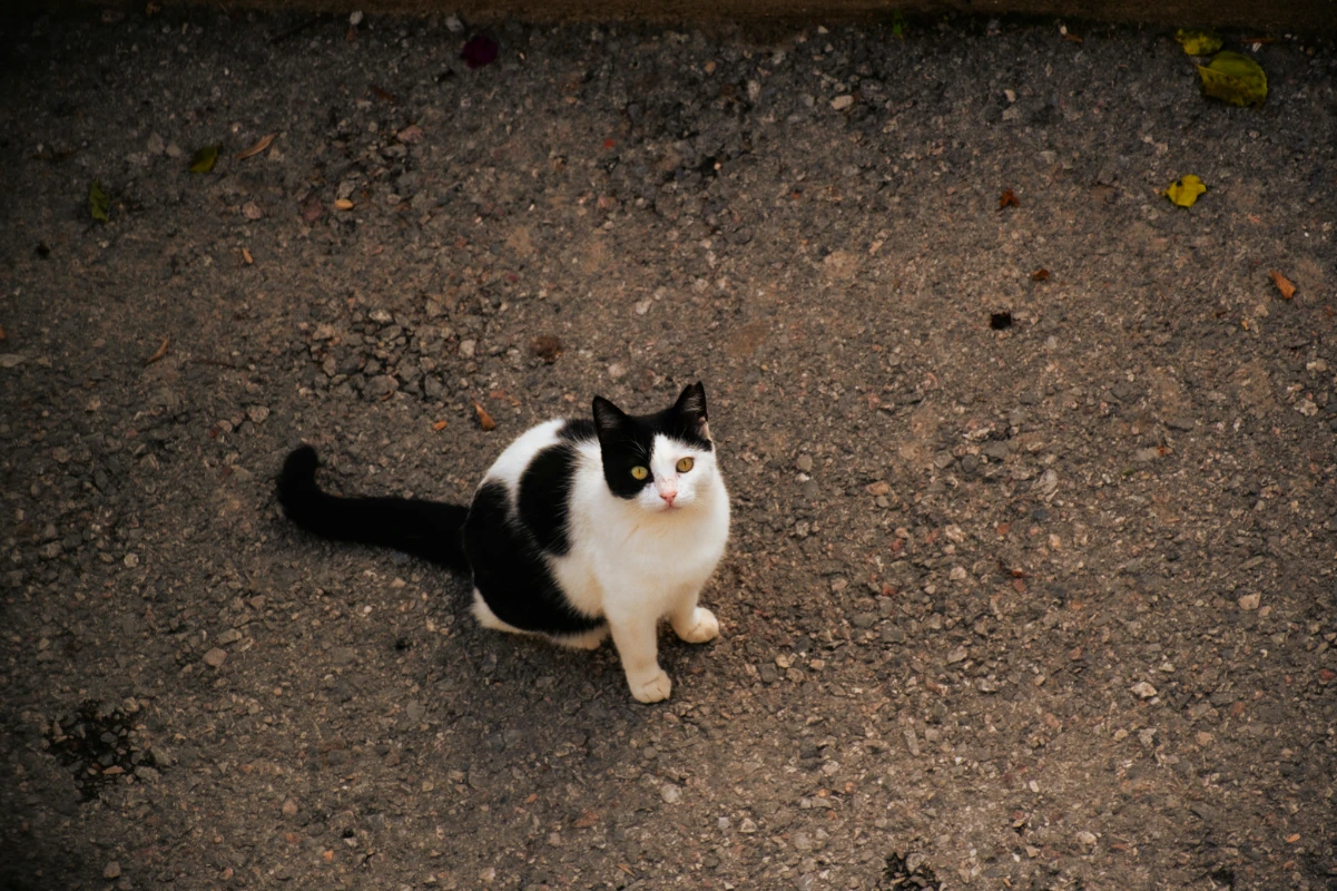 Pet sigortası fiyatları