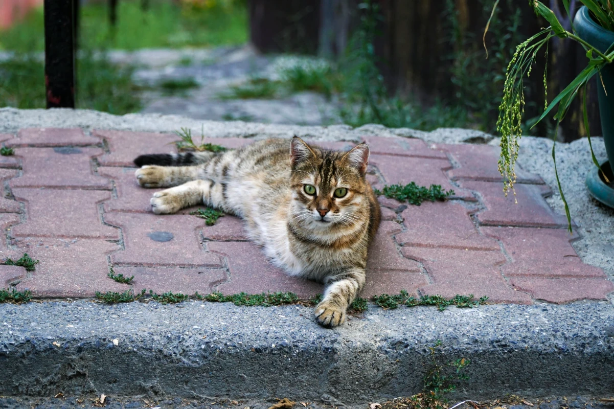 Pet sigortasında dikkat edilmesi gerekenler