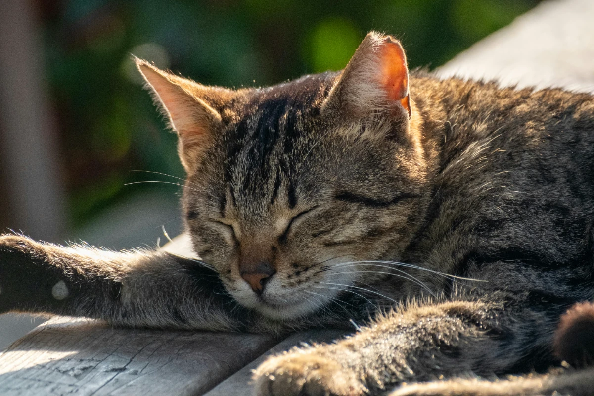 Pet sigortasının kapsamı nedir?