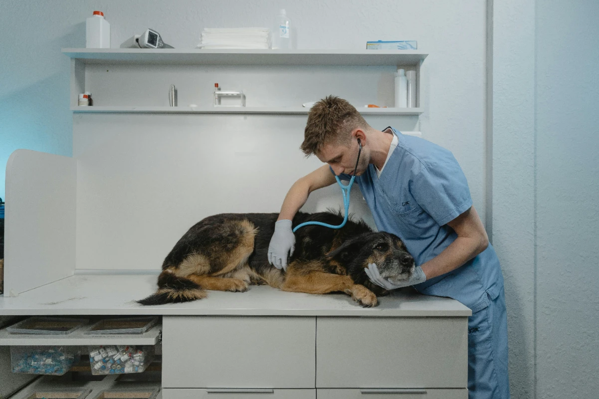 Pet sigortası nedir?