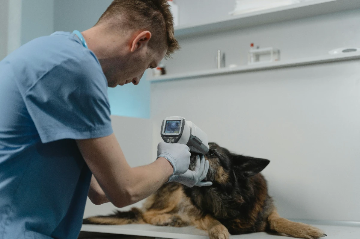 Pet sigortası nedir?