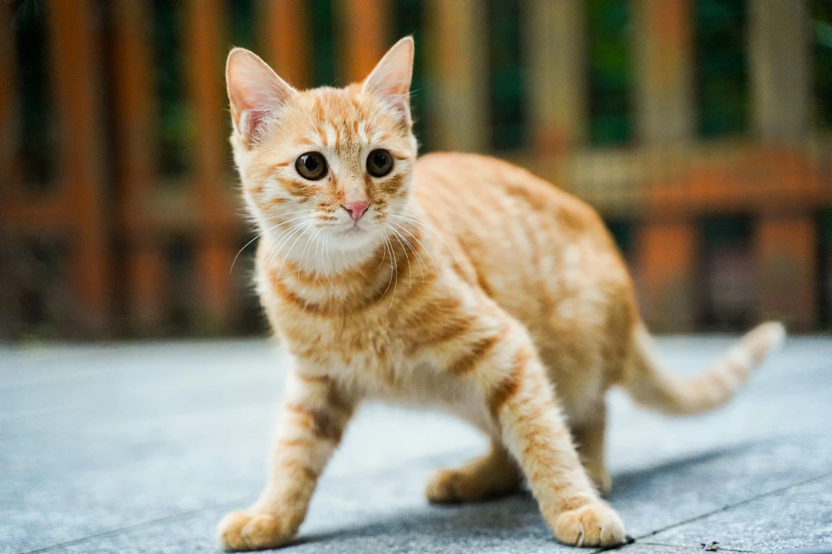 Yavru kedi aşı takvimi