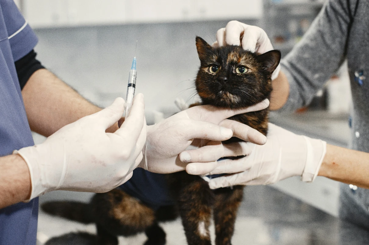 Yavru ve yetişkin kedi aşı takvimi