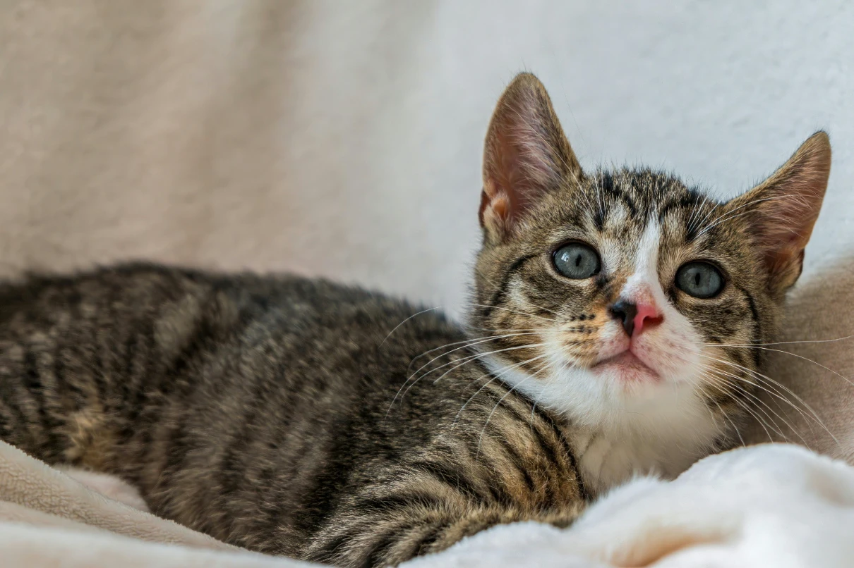 Kedi aşı takvimi