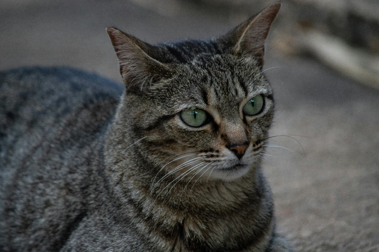 Yetişkin kedi aşı takvimi