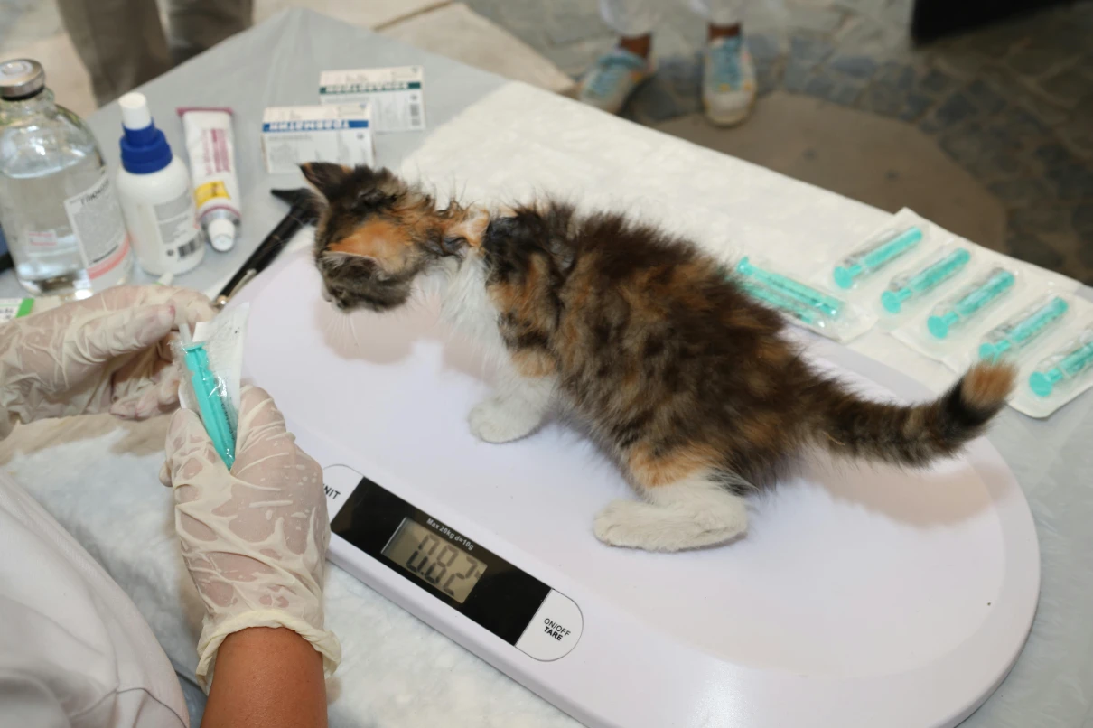 Yavru kedi aşıları ne zaman yapılır?