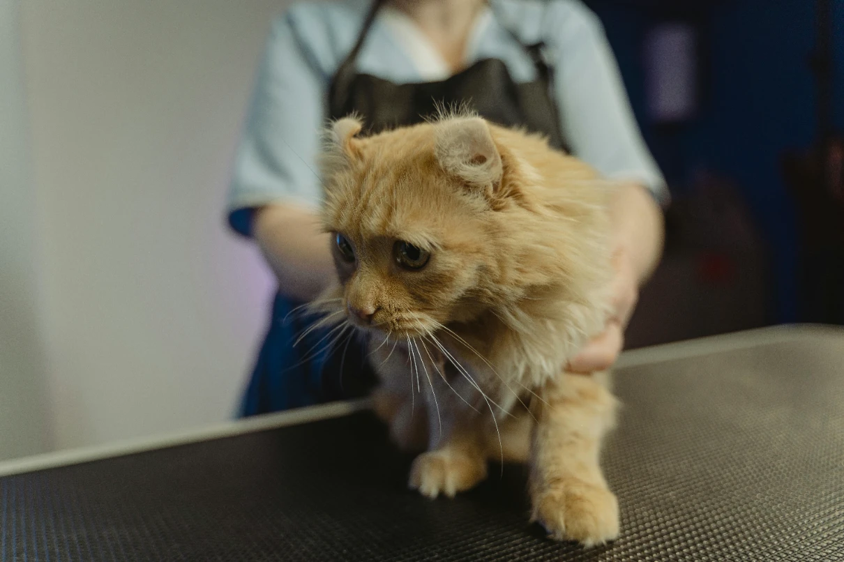 Yavru kedi aşı takvimi